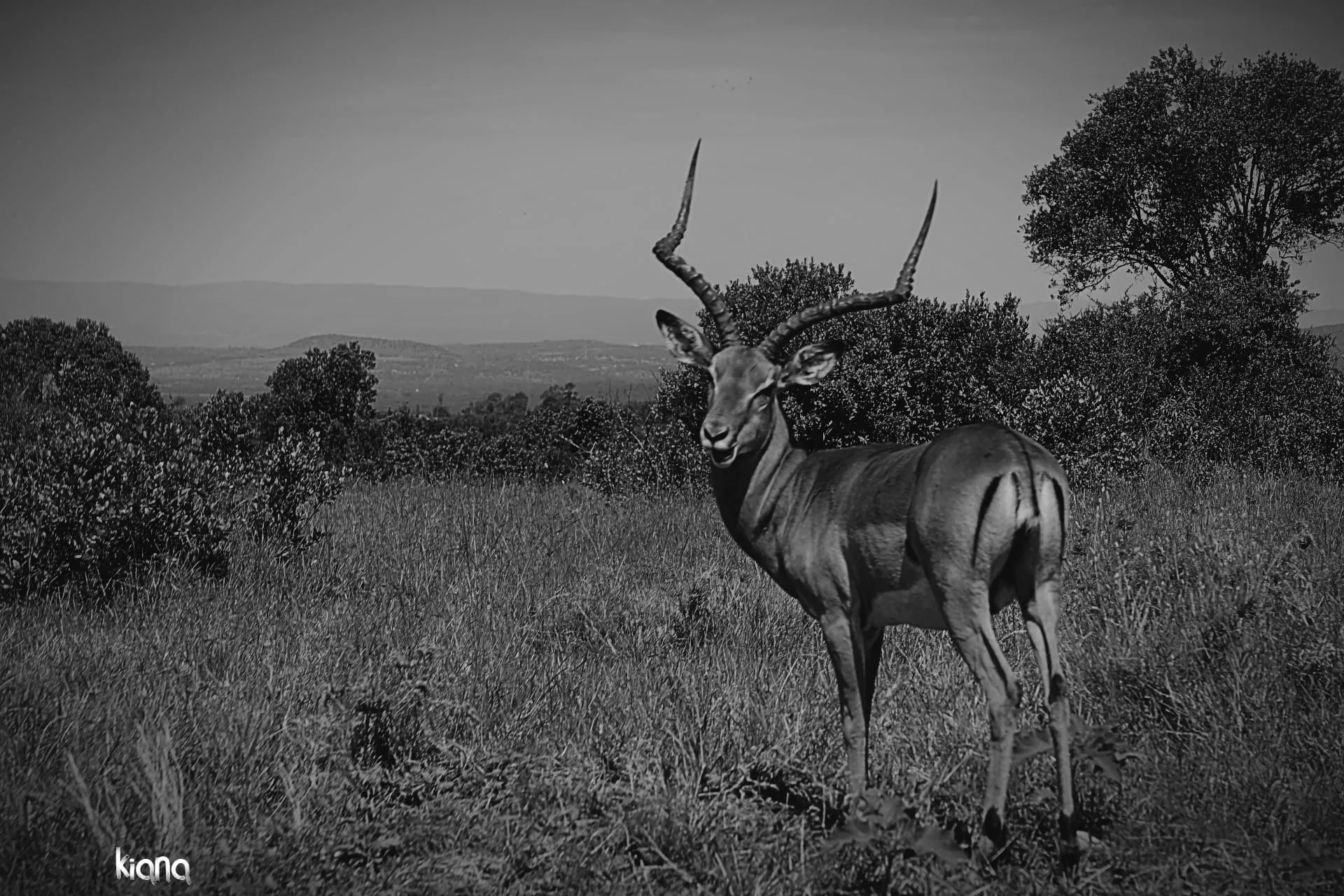 The same impala buck, in black and white.