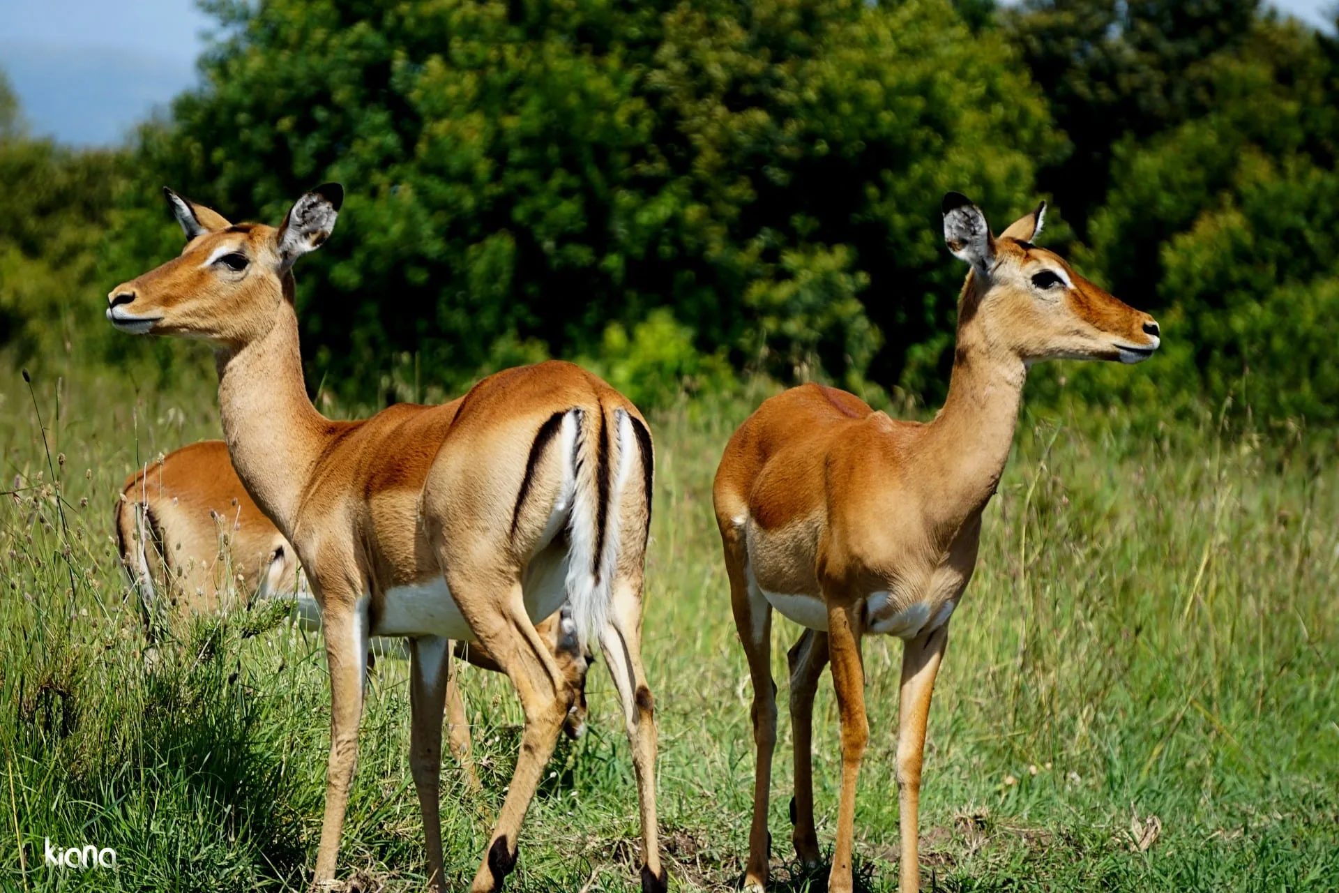 Three impala standing in long grass at the edge of scrub.