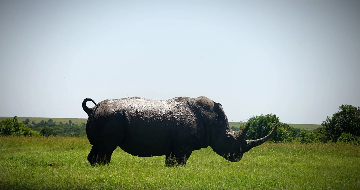 A white rhino grazing alone on open grassland under a pale sky.