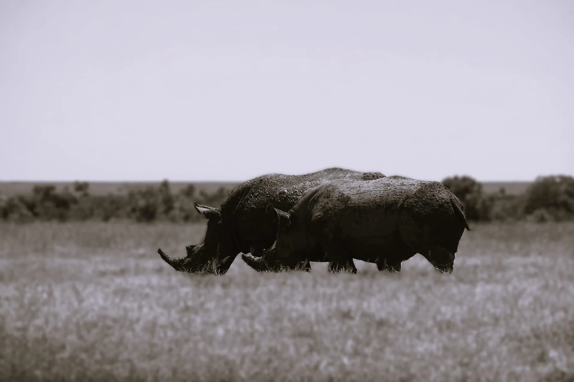 Two rhinos crossing open grassland, in muted tones.