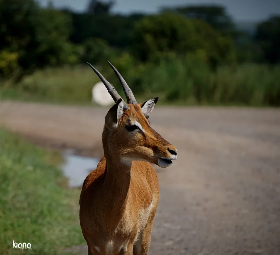 An impala standing on a track beside a puddle of rainwater.