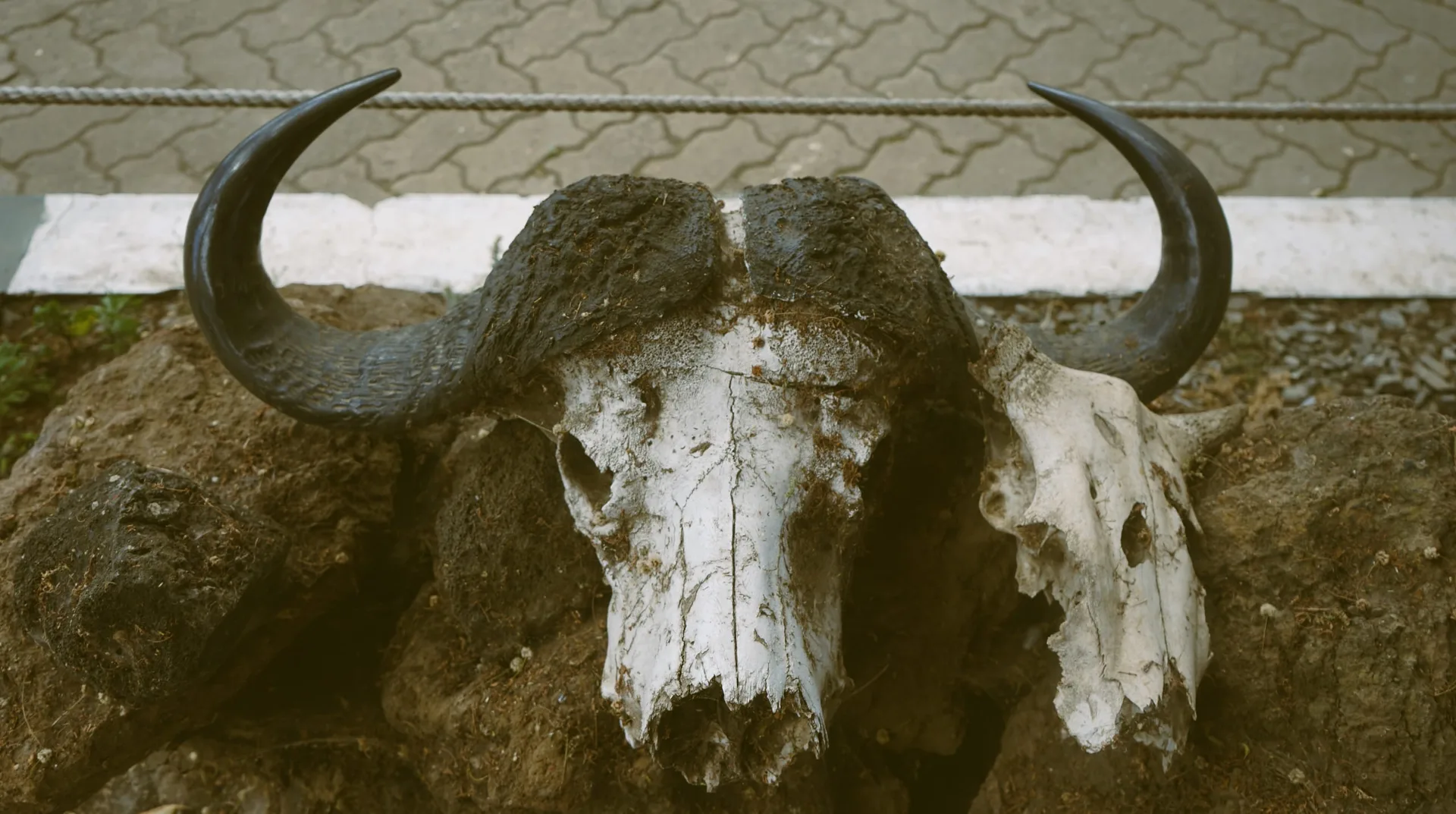 A buffalo skull and a second skull laid on rock.