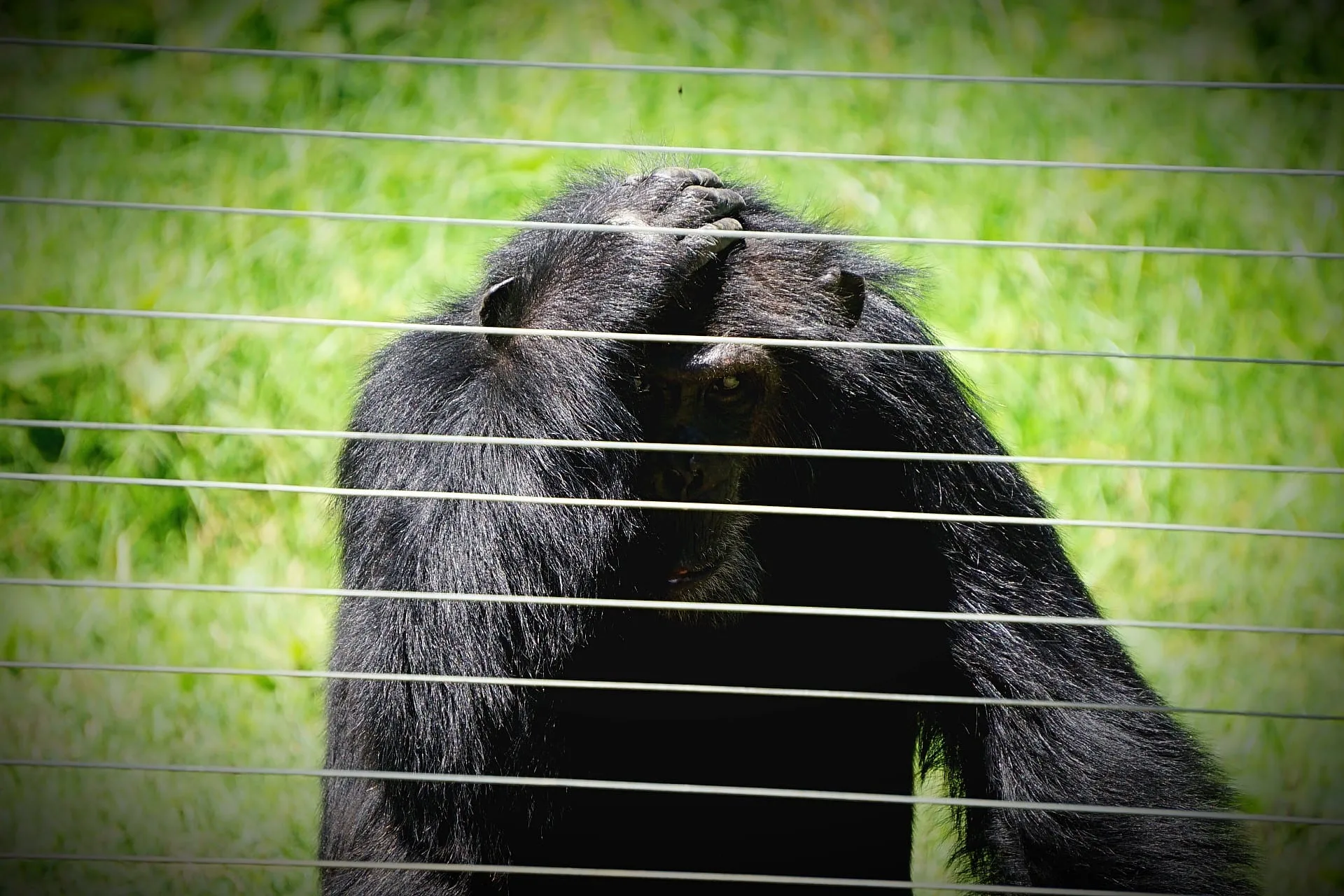 A chimpanzee sitting behind the wires of a sanctuary enclosure.