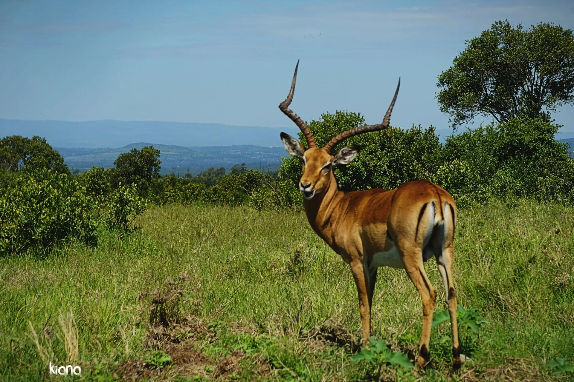 An impala buck in grassland, looking toward the camera.