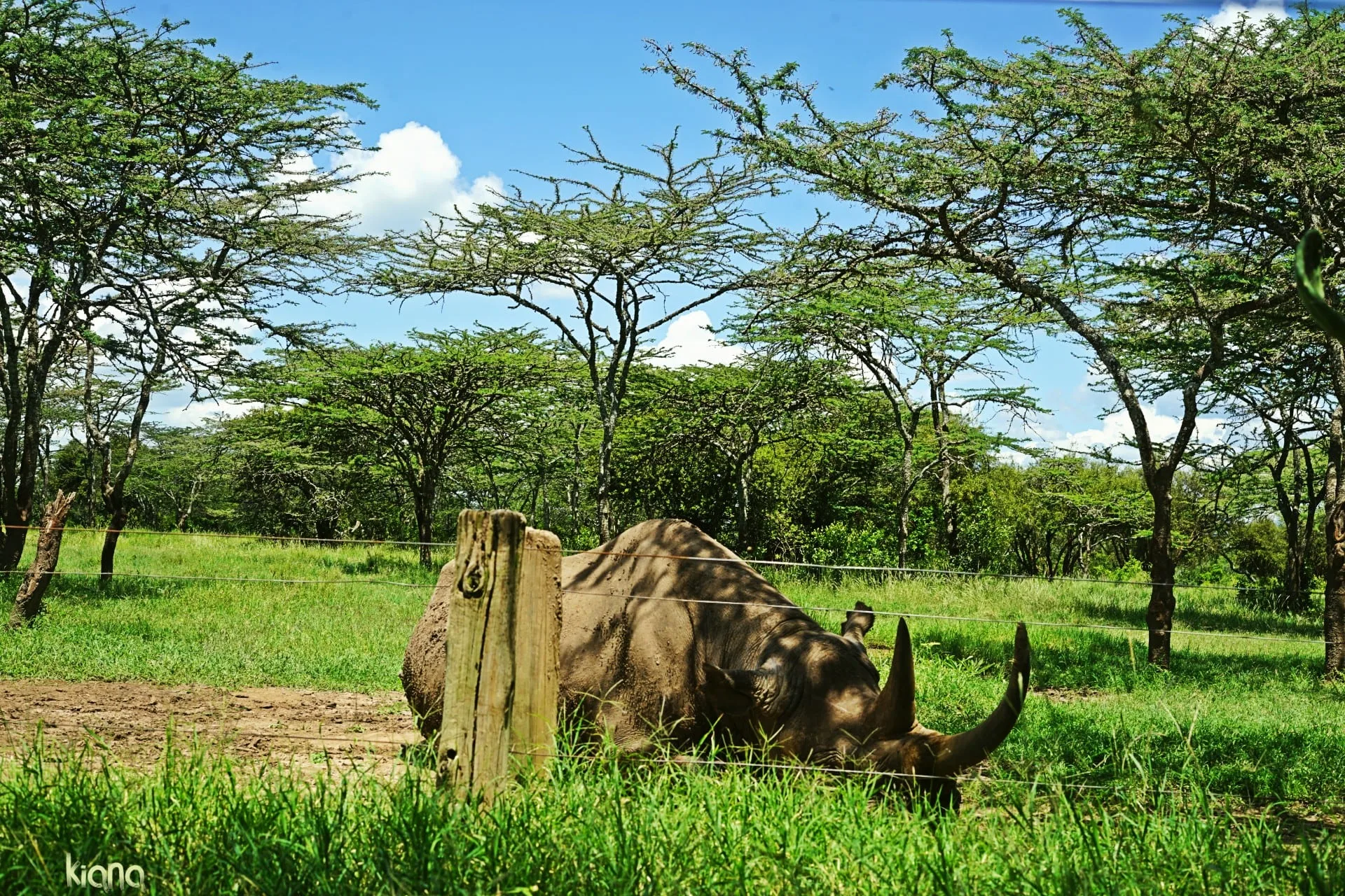A rhino lying in the shade of an acacia enclosure, behind a wire fence.